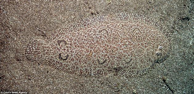 Righteye Flounder camouflages himself on the ocean floor