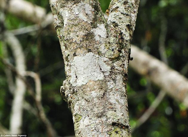 Mossy Leaf-tailed gecko hiding on a tree