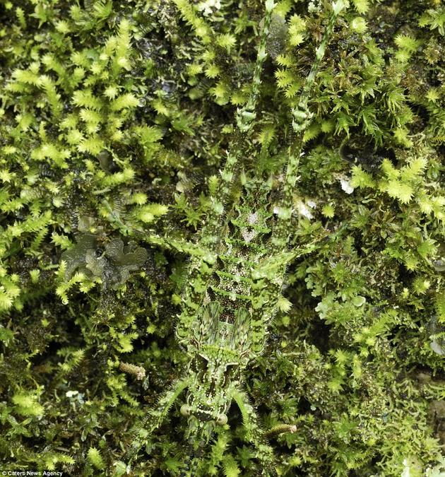 Katydid camouflaged in moss