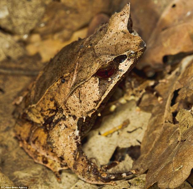 Leaf Frog camouflaged