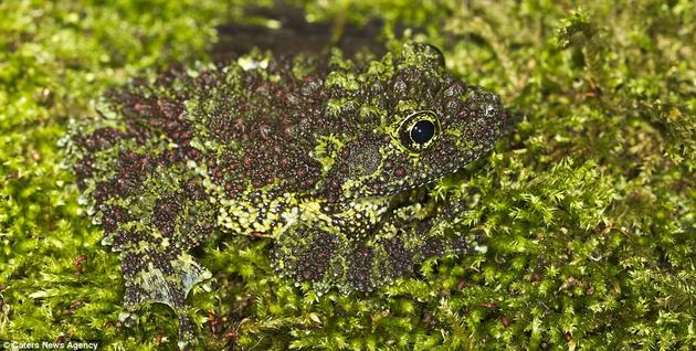 Vietnamese Mossy Frog hiding in moss
