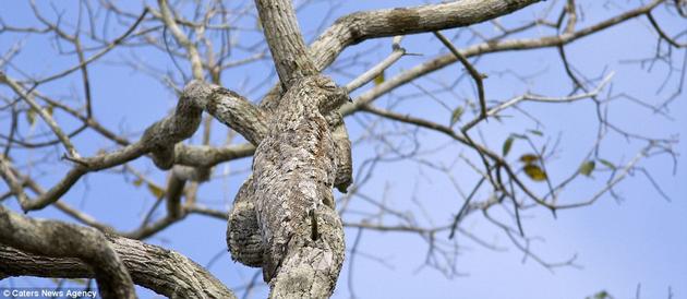 Great Potoo hiding