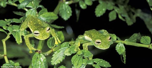 Glass Frogs hiding on leaves