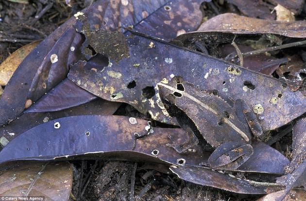 Camouflaged purple frog