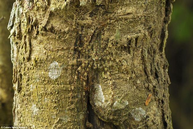 Lichen Spider in National Park Thailand