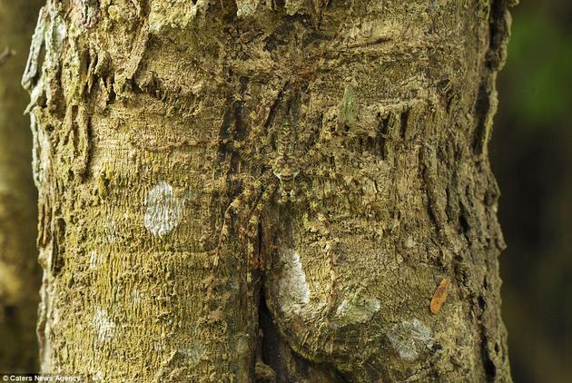 Lichen Spider in National Park Thailand