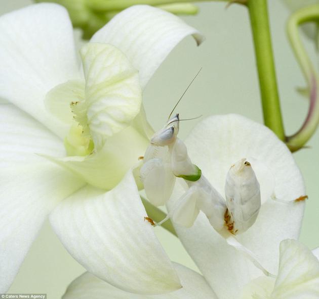 Orchid Mantis Camouflage