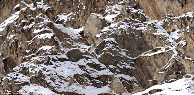 Snow leopard hiding