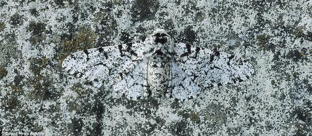 Camouflaged Moth