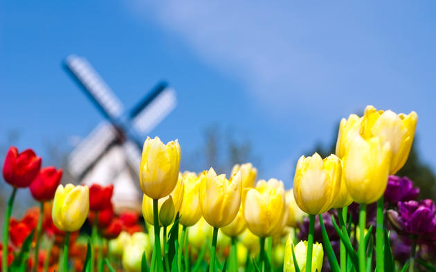 Tulips Netherlands Wallpaper High Definition