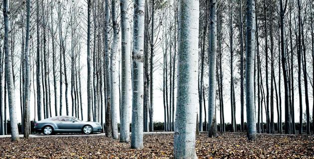 Bentley in the forest