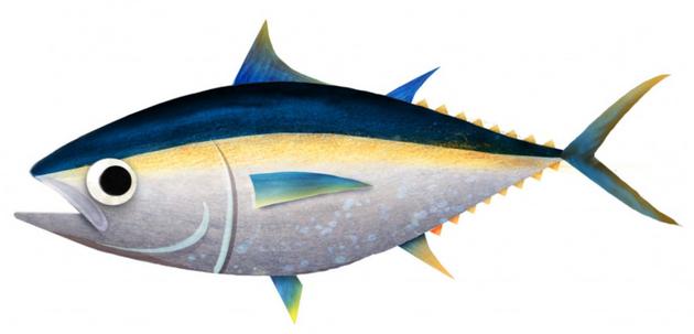 bluefin tuna