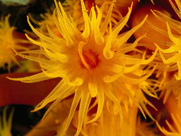 Orange Coral Sangeang Island Indonesia Tin Laman