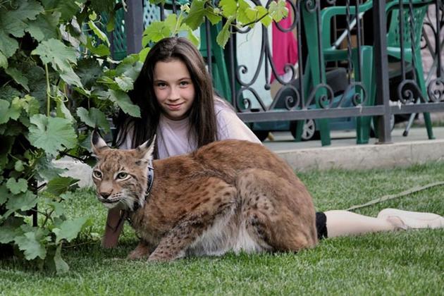 Pet Lynx in Kaluga