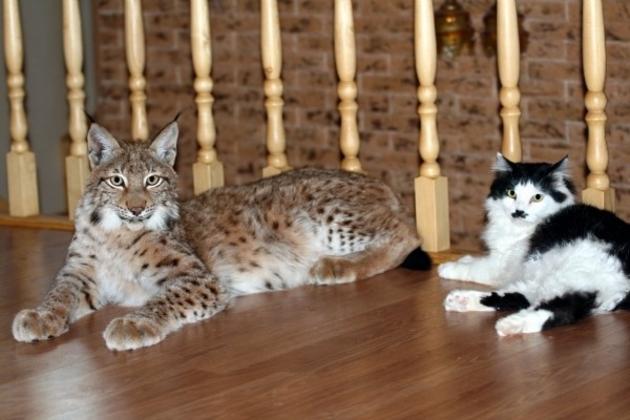 Pet Lynx next to a bobcat