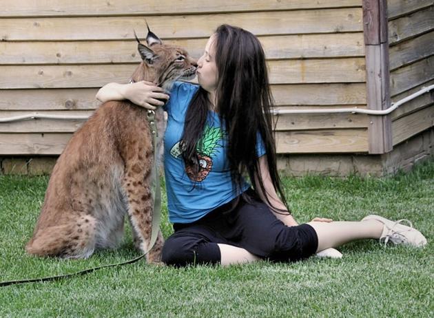 Pet Lynx in Kaluga