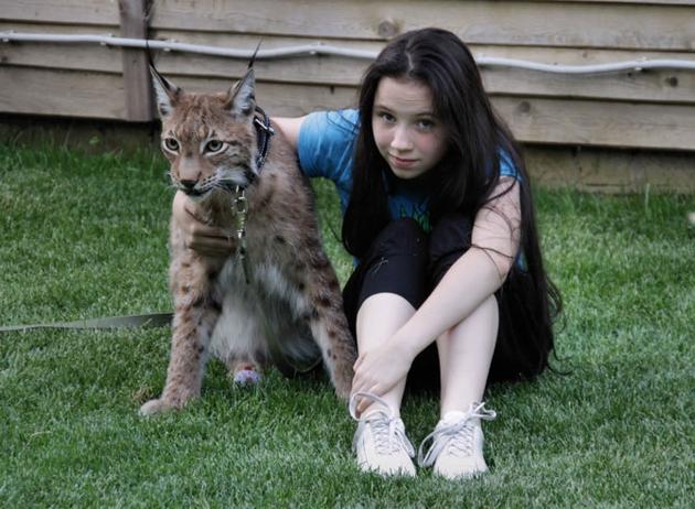 Pet Lynx in Kaluga