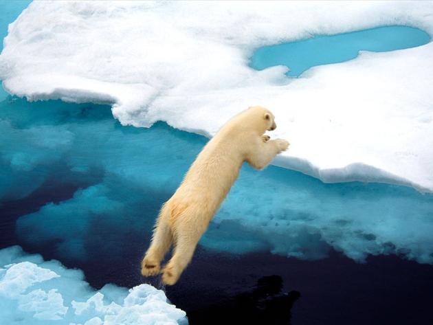 Polar Bear Jump