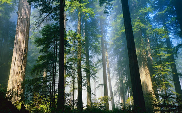 Redwood Forest, California HD Wallpaper