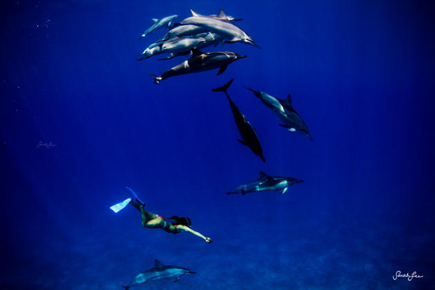 Dolphins and humans swimming underwater