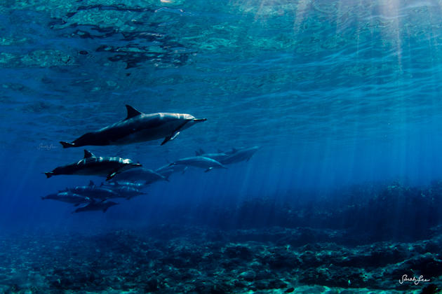Dolphins swimming with humans by Sarah Lee