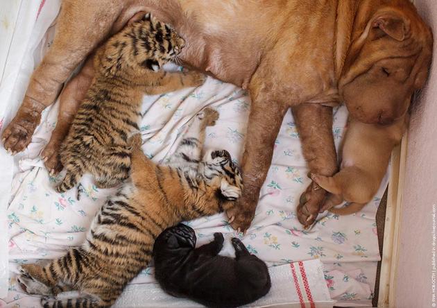 Shar Pei Dog Mother Takes care of Tiger Cubs