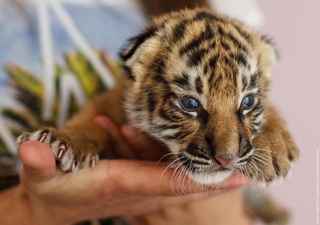 Shar Pei Dog Mother Takes care of Tiger Cubs