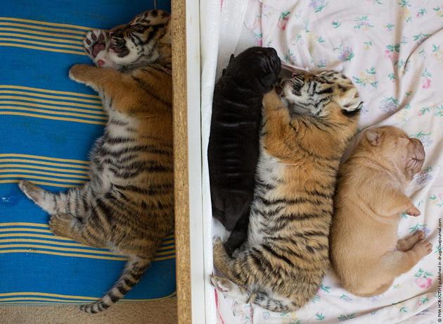 Shar Pei Dog Mother Takes care of Tiger Cubs