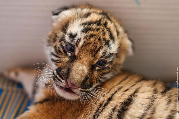 Shar Pei Dog Mother Takes care of Tiger Cubs