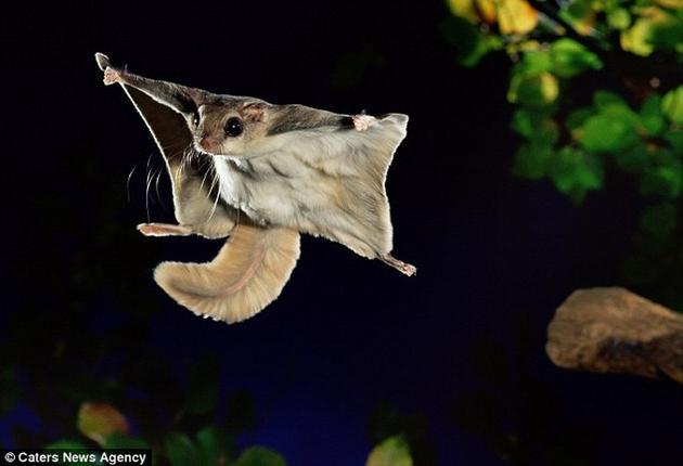 A Southern Flying Squirrel flying