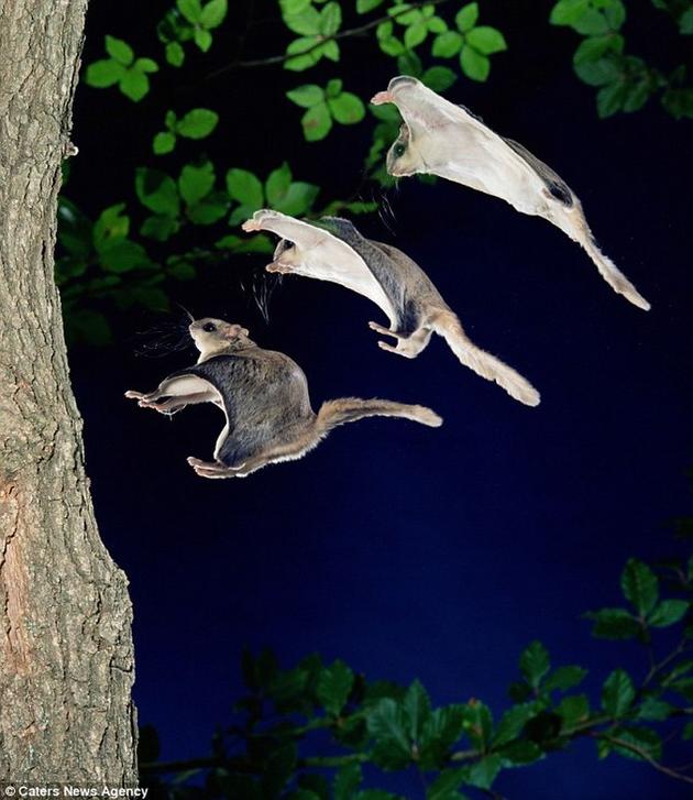Frame by Frame photos of the flying squirrel