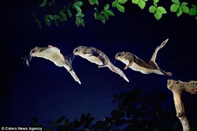 Frame by Frame photos of the flying squirrel