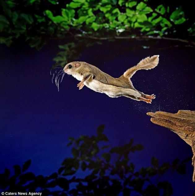 Amazing leap of the flying squirrel