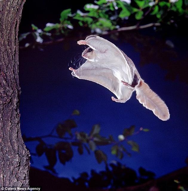 Going in for the landing squirrel