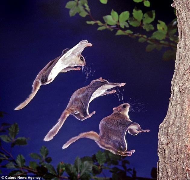 Frame by Frame photos of the flying squirrel