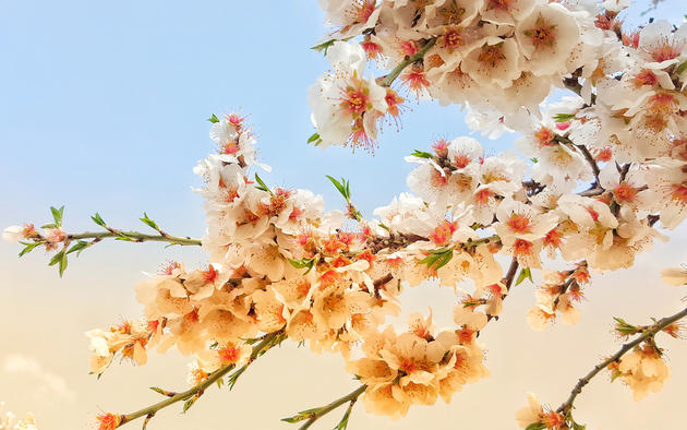 Daily Wallpaper: Spring Blossom | I Like To Waste My Time