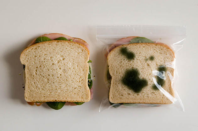 Moldy Bag for Sandwiches