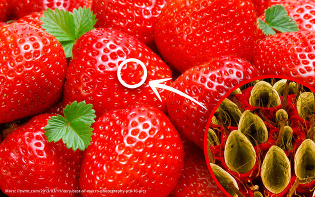 Strawberry macro and electron microscope photo