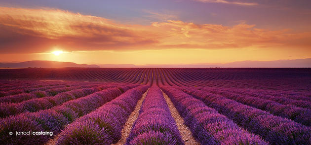 Sunset over lavender fields, Valensole, Provence, France