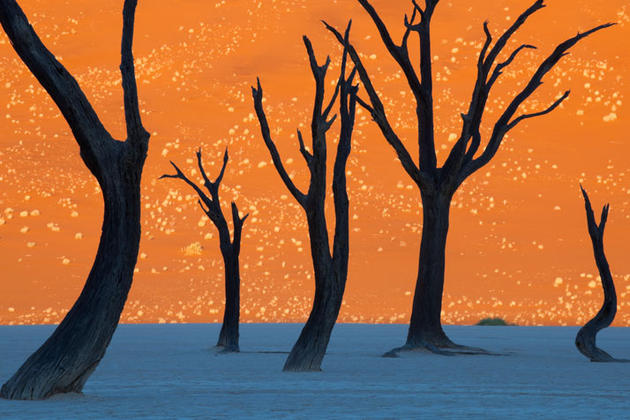 Camel Thorn Trees by Frans Lanting