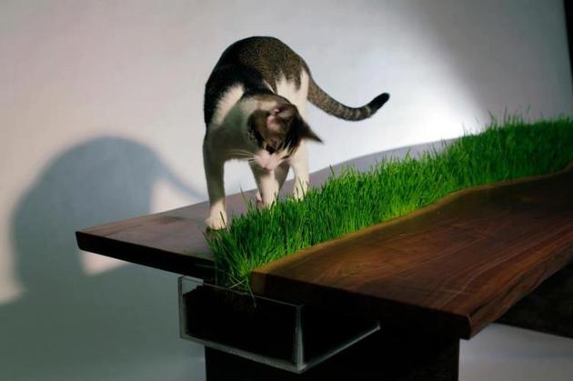 Table With Removable Planter (and a cat)