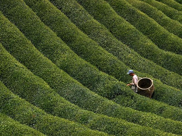 Tea Farmer Japan George Mobley