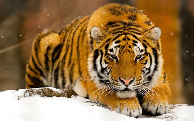 Tiger in the snow HD Wallpaper