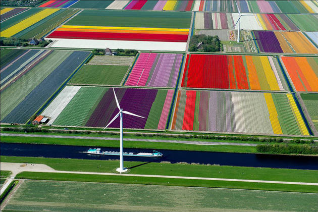 Tulip farm in Netherlands
