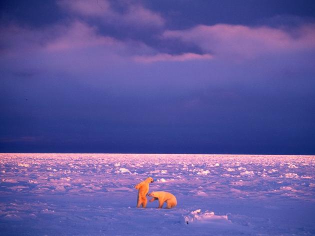 Polar bears wrestling Manitoba Canada Paul Nicklen