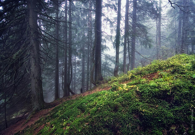 Carpathian Mountains, Ukraine