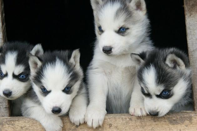 Exotic Pet Breeder in Russia