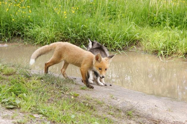 Exotic Pet Breeder in Russia