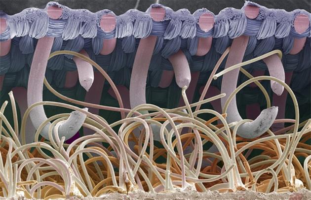 Velcro magnified
