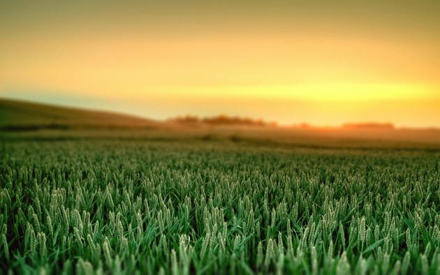 Wheat fields beautiful